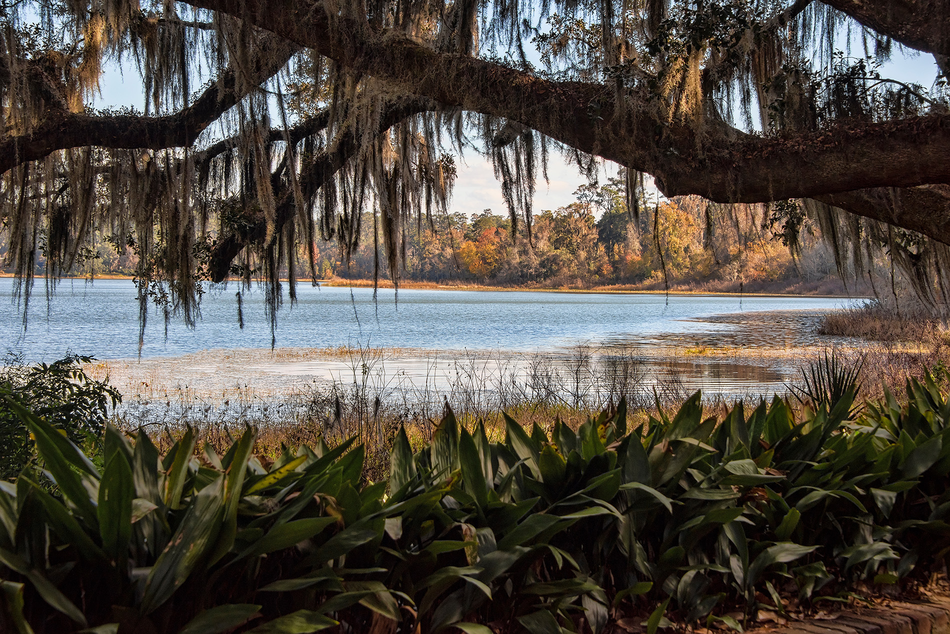 The image shows a serene view of a lake with trees and foliage around, under a clear sky, with a large tree prominently in the foreground.